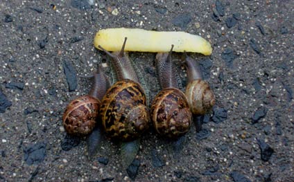 Four-snails-and-a-chip